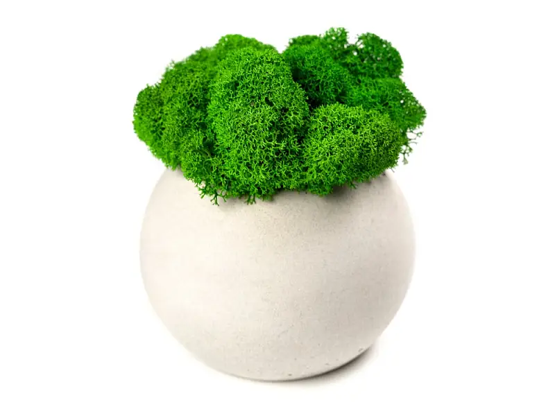 Показать основное фото