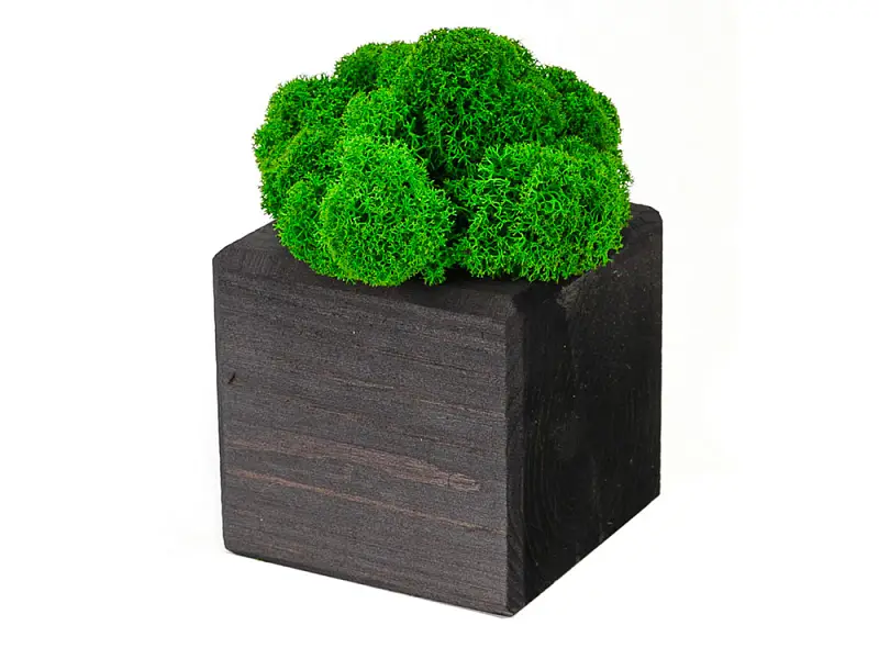 Показать основное фото