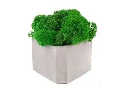 Кашпо бетонное со мхом Гама